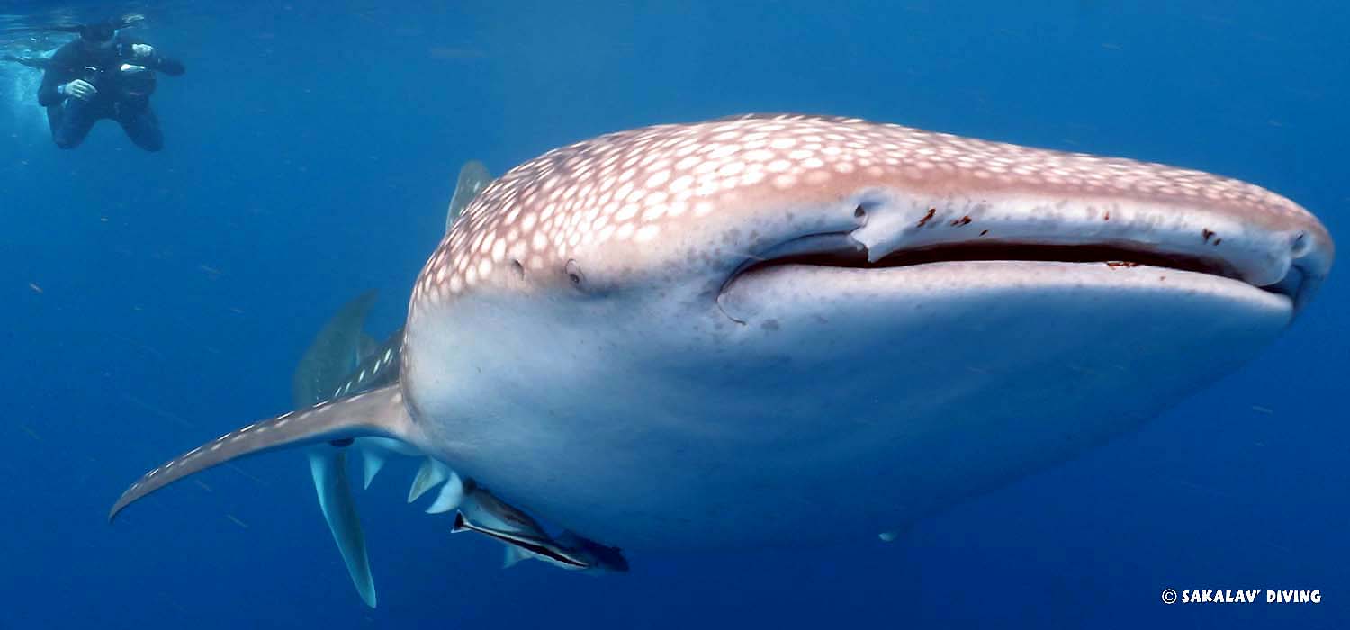 Sorkeling avec requin baleine à Nosy Be